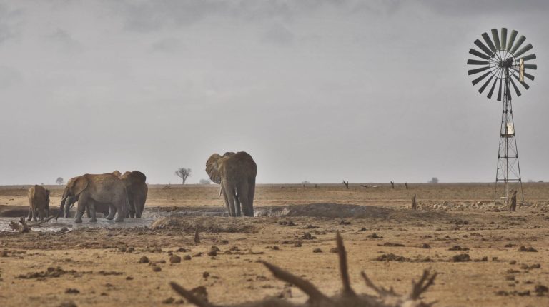 Elephants at Tsavo East during dry season