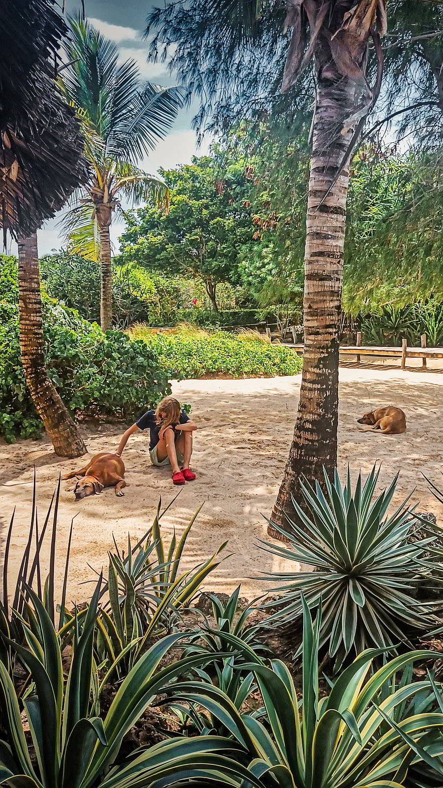 Punto sabbioso nel maturo giardino tropicale